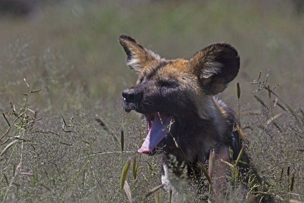 N/a'an ku sê Group of Companies tweet media