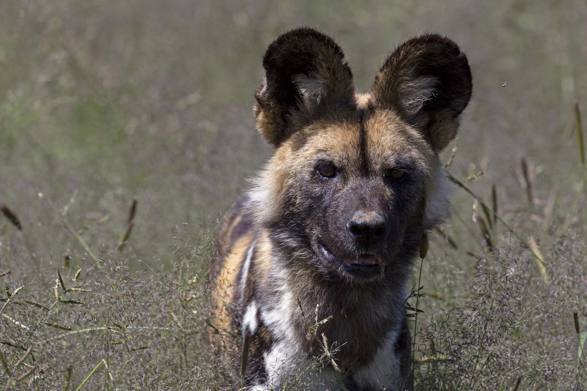 N/a'an ku sê Group of Companies tweet media