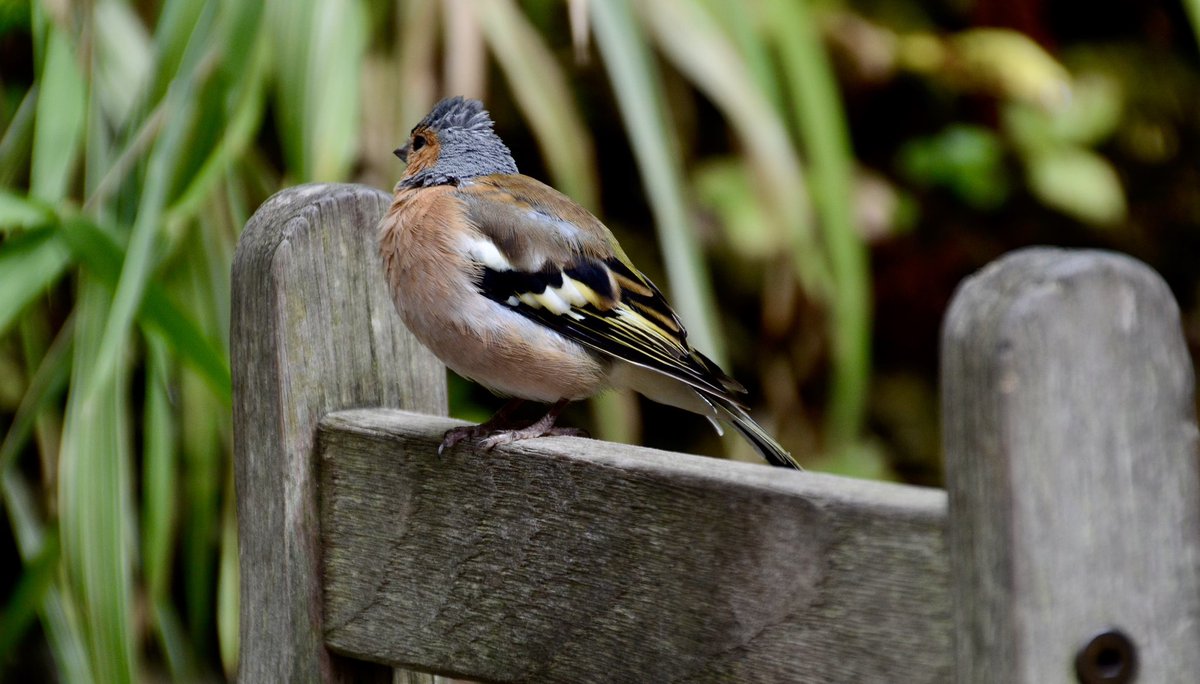 SheffieldHousingCo tweet media