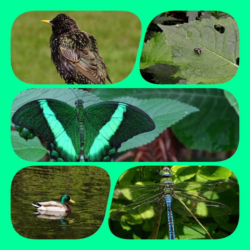 CCommijs's tweet photo. #KleurInDeNatuur 🌈📷 #dag27 #Blauwgroen rgb 010,150,190 #ColorInNature #day27#GreenBlue
@ChrRoland https://t.co/cE1hQmq4pX