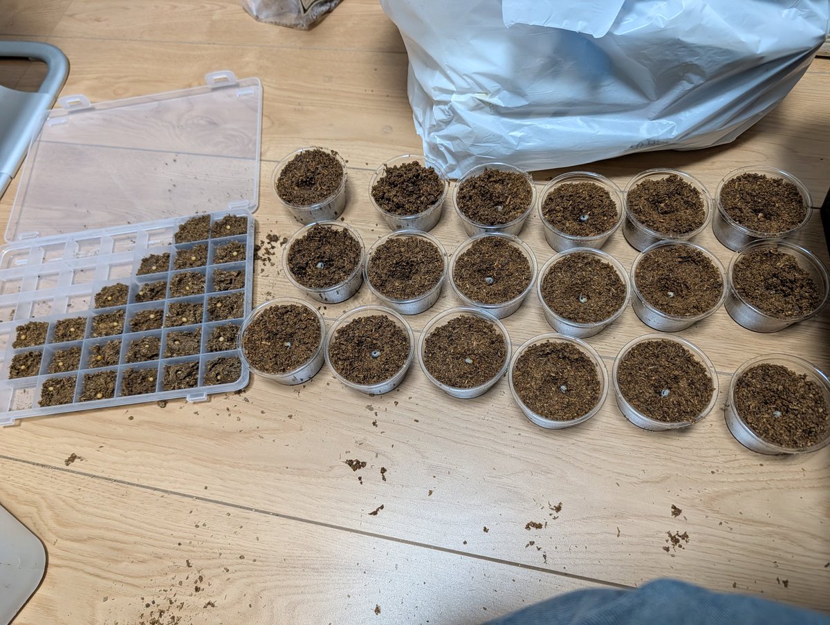 kuroesuss's tweet photo. ギラファノコギリクワガタ　ケイスケ　産卵割ったら卵、幼虫合わせて44👍 まだ採れそうな感じ

#クワガタ 　#産卵セット割出　#ギラファノコギリクワガタ https://t.co/RQlXpD8GBP