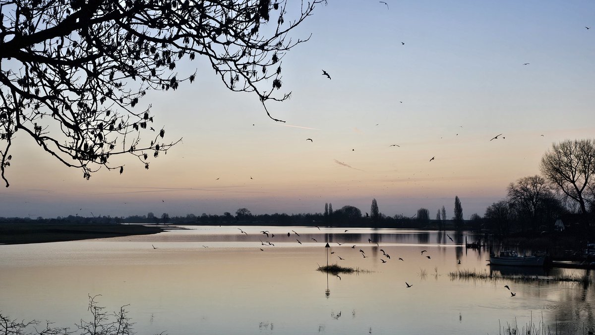 Motormiss's tweet image. Hoog water in de Afgedamde Maas en veel vogels in de lucht. Er liep een streepje door de zon, narcissen bloeien langs de dijk en een meeuw zat te genieten op zijn uitkijkpost. Hoe mooi wil je 't hebben 👀📸
#Andel #Altena #afgedamdemaas #zonsopgang