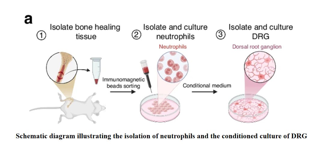 Bone Research_Editorial Office tweet media