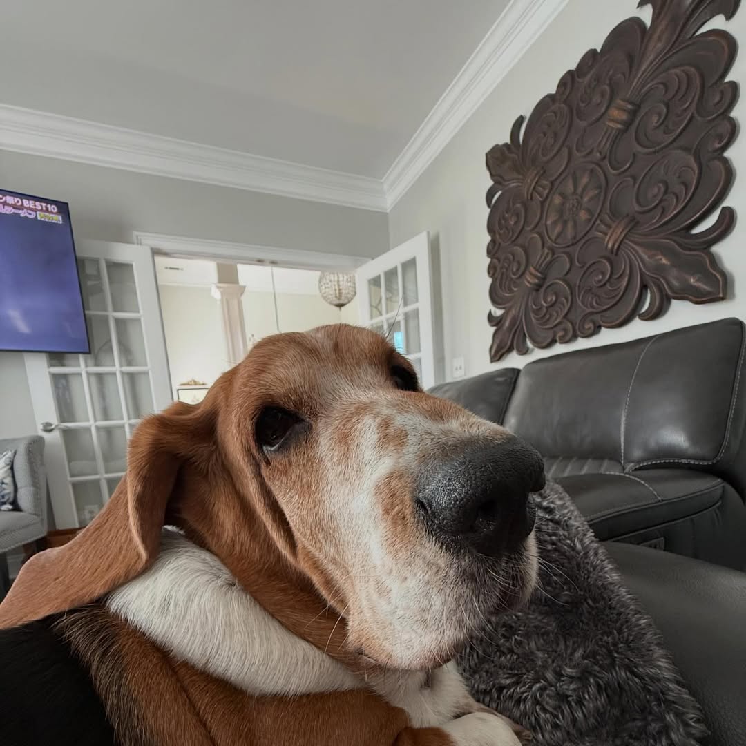 Friday forecast: 100% chance of cozy with a side of floopy ears! 🐾🌧️

Lucy is officially a rescue who has mastered the art of the indoor "staycation." 

#LucyTheRescue #BassetHoundsOfAtlanta #FridayVibes #RescueDogLove #AtlantaPets #RainyDayDaze