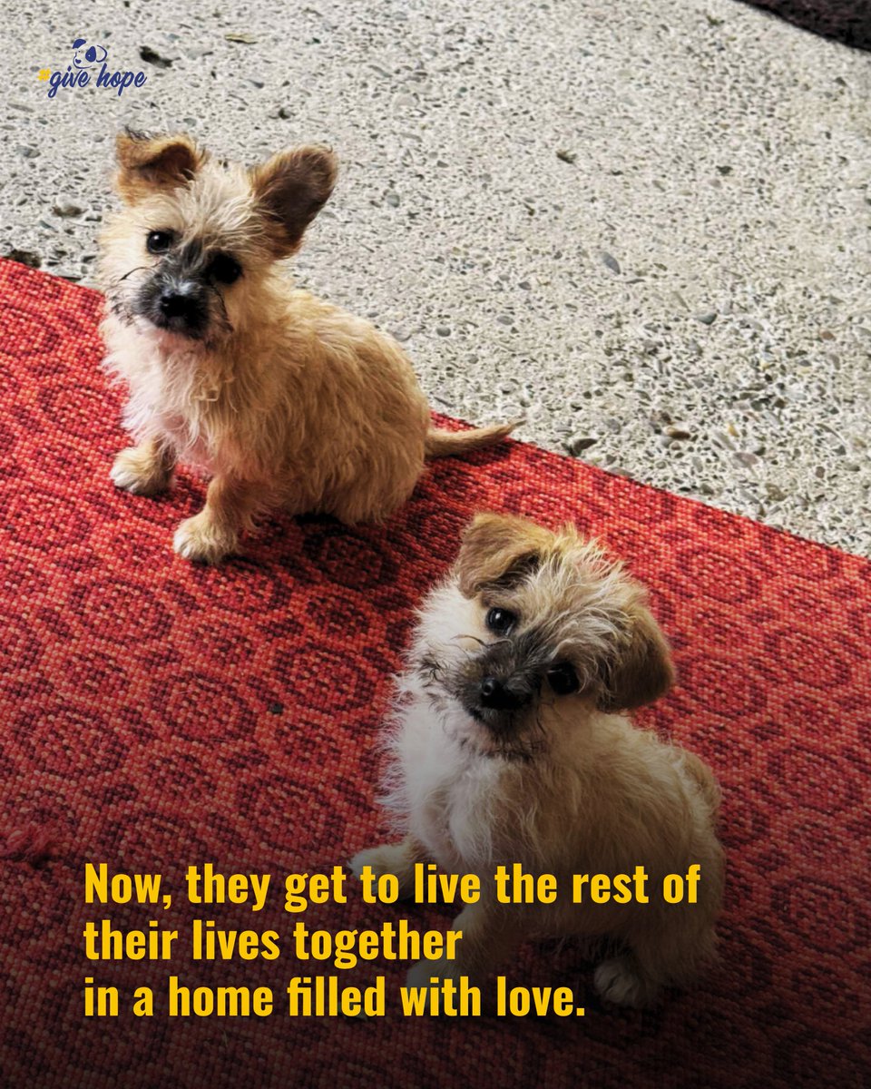 ROLDA Org tweet media