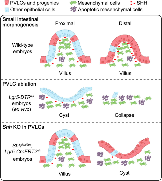 Cell Regen Research | Embryonic intestinal Lgr5⁺ cells prior to villification (PVLCs) actively shape small intestinal morphogenesis before villi form via Hedgehog signaling! #Cellfate #IntestinalDevelopment
🔗 Full paper at: doi.org/10.1186/s13619…
