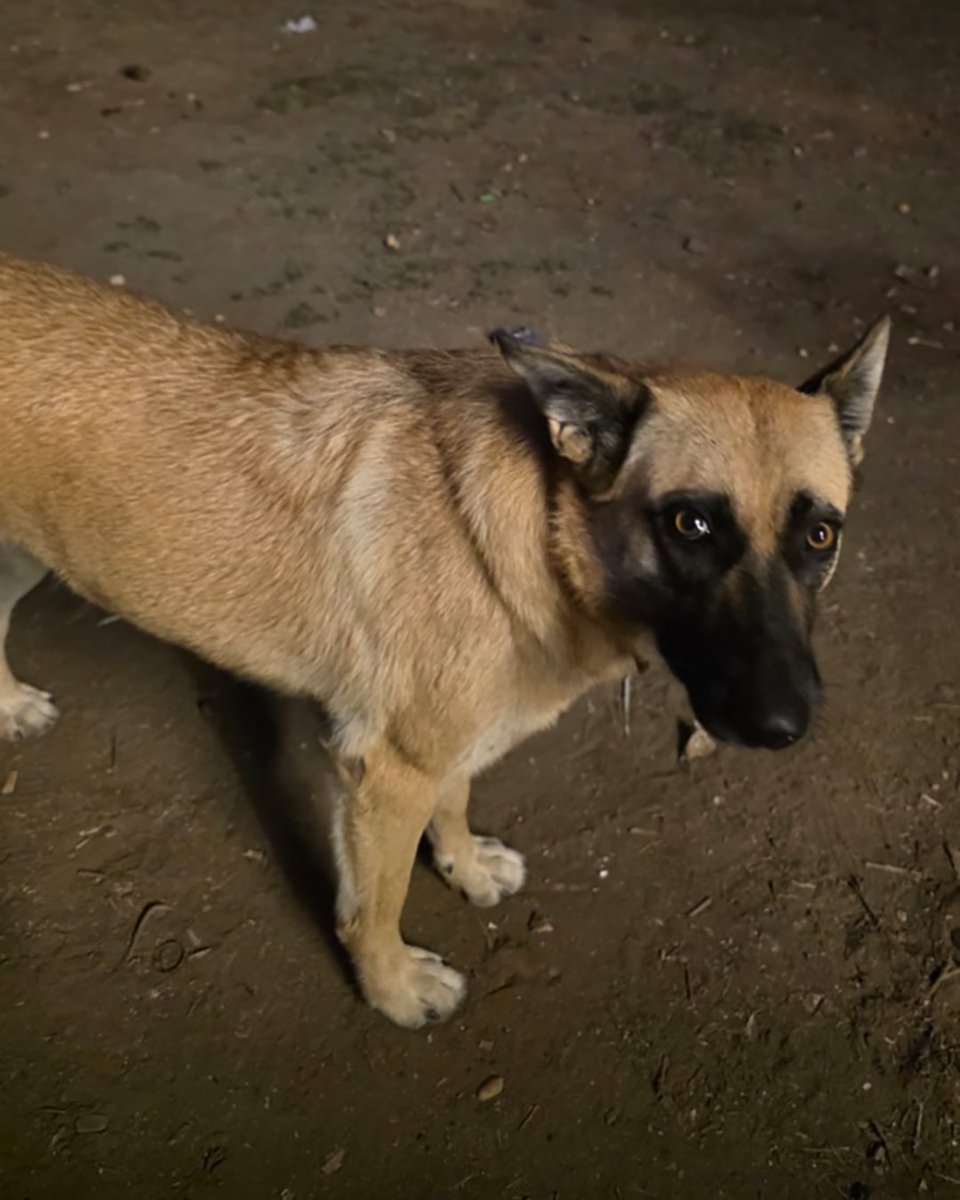adoptdontshopl's tweet image. ⚠️ LOST DOG ⚠️
✨ Brandy is missing ✨ She was last seen on December 20 at night in the Guineh, Kfour, Quattin area. She is a 4-year-old female dog.
📞 If found, please contact: 70-937267 or 71-135335
Please share to help bring Brandy back home.

#lostdog #lebanon #bringherhome