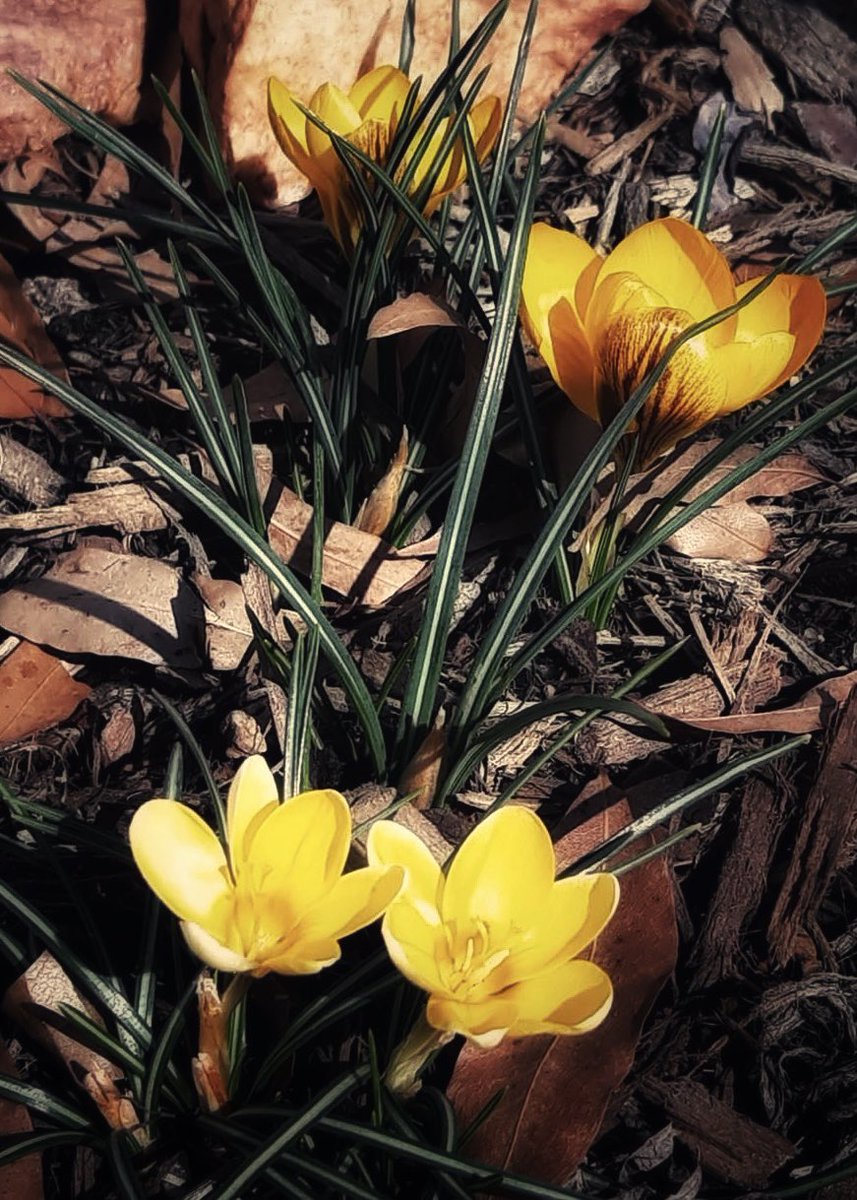 frenchscotjeff's tweet photo. Sending you some #DailyFlowers to brighten up your day ๐ซถ๐
#FridayFeeling
#wildflowers
#Flowersmakemehappy
#ColorADay #flowers #photohour #bloomscrolling #life #love https://t.co/HcOftmyIxA