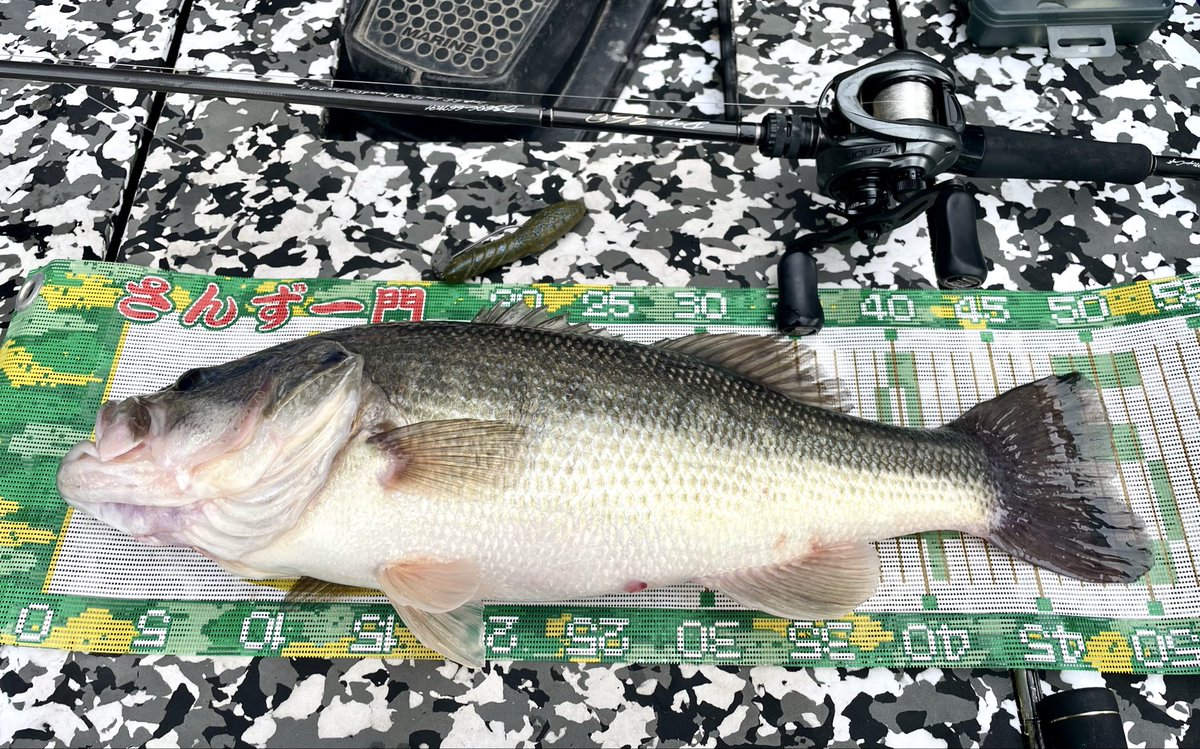 ITOtoshi0910's tweet image. 今年初のゴーマル。
信頼と実績のカバースキャットで。
最高だっ‼️
#相模湖
#小川亭
#MajorCraft
#D360C66MH
#さんず一門