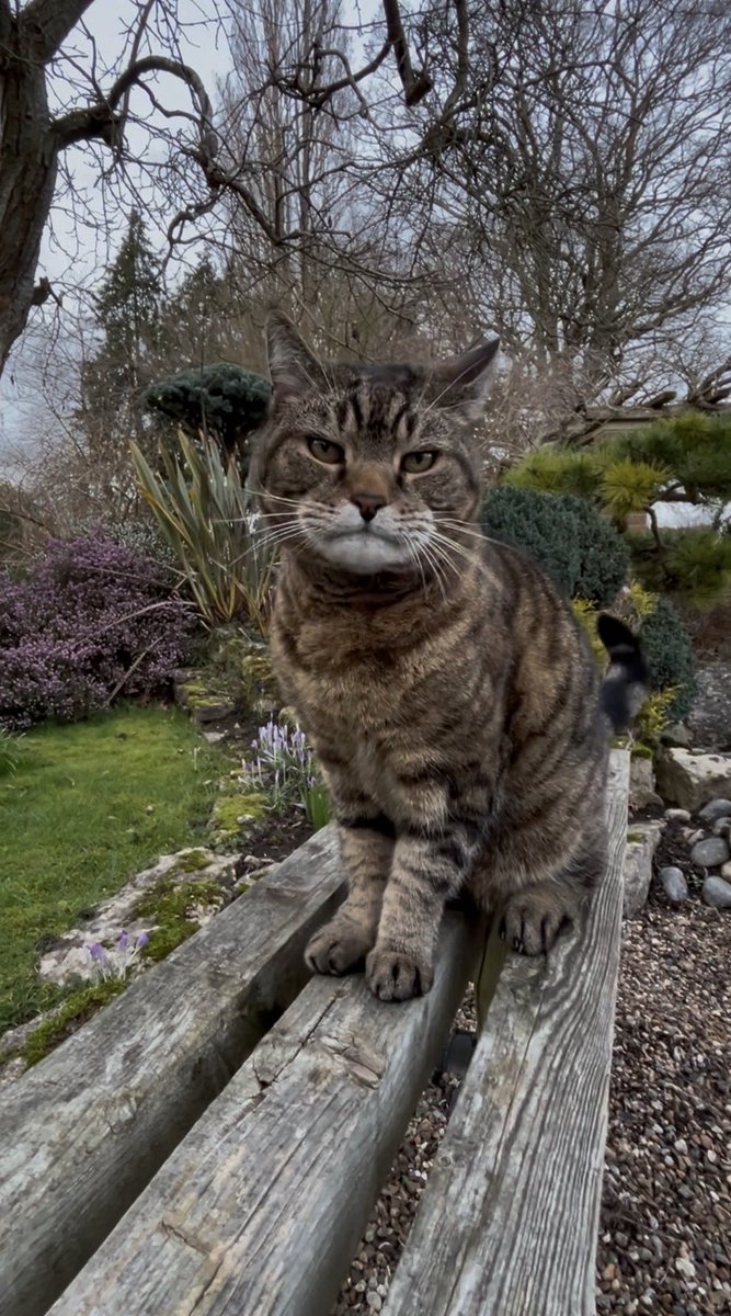 🇺🇦 Jackie (& Hari 😺) Stephen tweet media