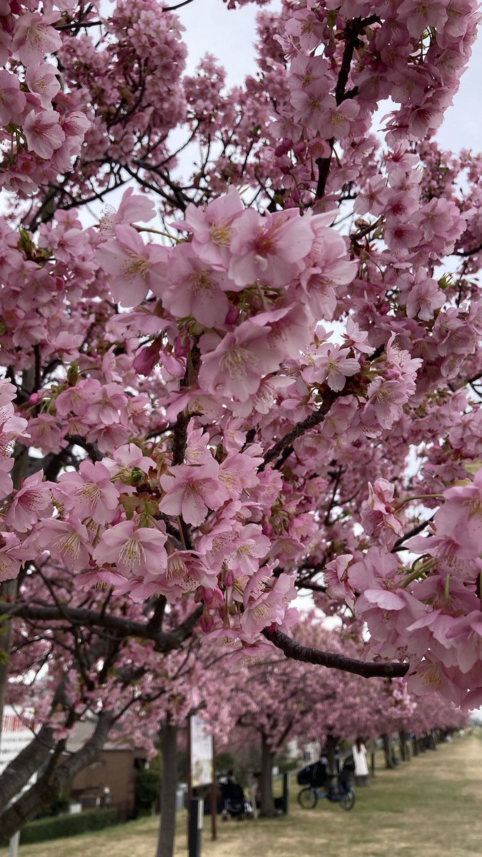 市川の河津桜が今見頃を迎えています
＃市川の河津桜 
＃江戸川土手 
＃フォトスポット