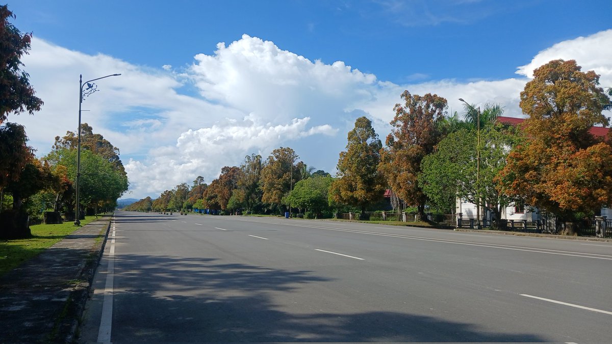 Pohonnya lagi cantik banyak daun-daun mudanya jadi warna warni <3