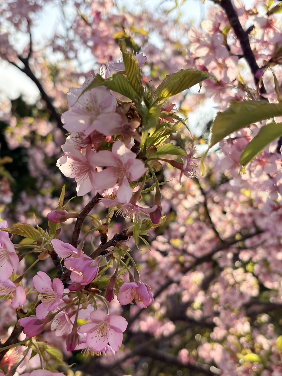 キンキラ金曜日✨ こんにちは😊 2月も明日で終わり。近所の梅の木や
