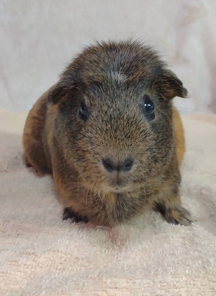ヒノトントンZOO(羽村市動物公園) tweet media