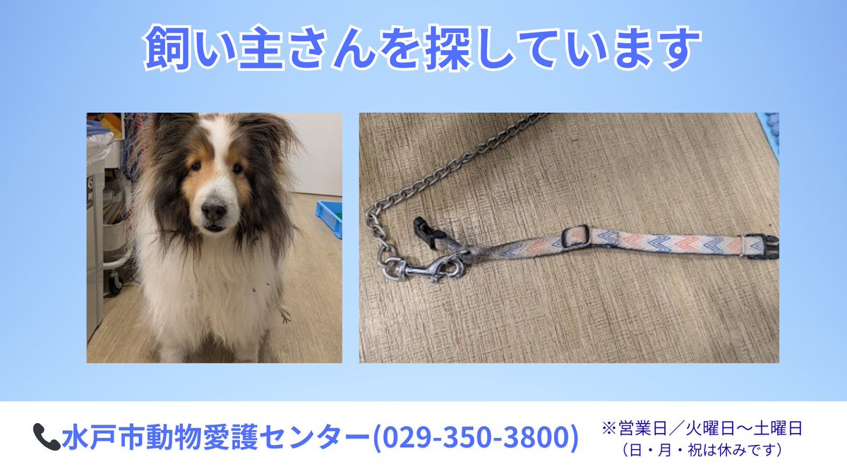 市動物愛護センターで保護している犬の、元の飼い主さんを探しています😌心当たりのある方は、動物愛護センターあにまるっとみと（029-350-3800）へ！
※営業日は火～土曜日（祝日を除く) 
▼収容日／令和8年2月27日
▼収容場所／水戸市田谷町
▼特徴／オス・シェルティー

city.mito.lg.jp/site/doubutsua…