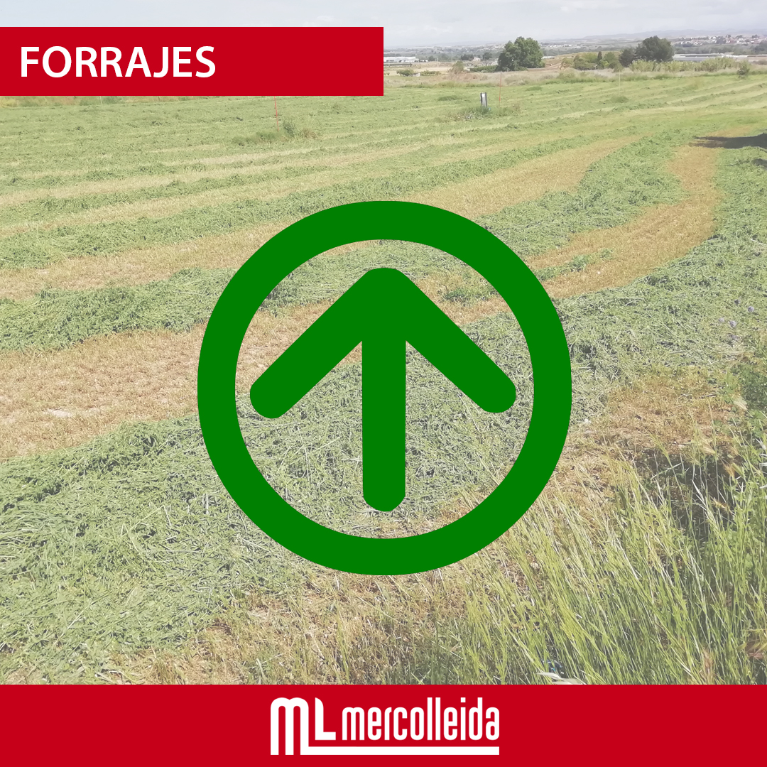 mercolleida's tweet image. #forrajes (+). Las cotizaciones van al alza esta semana. Existe muy poca disponibilidad en el mercado y la poca que hay se paga, tanto en balas como en pellet. 
👉‍ mercolleida.com/es/servicios/m…
#lonjamercolleida #mercados #lonja #precios #cotizaciones