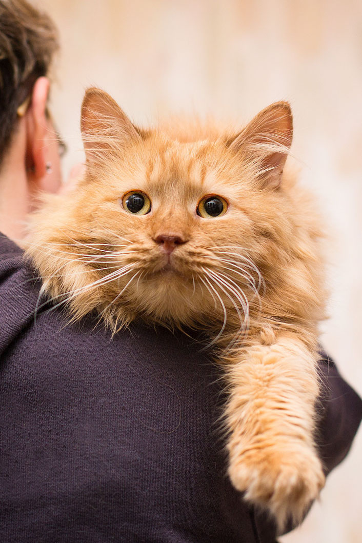 zverikivdar 🐶🐱 tweet media