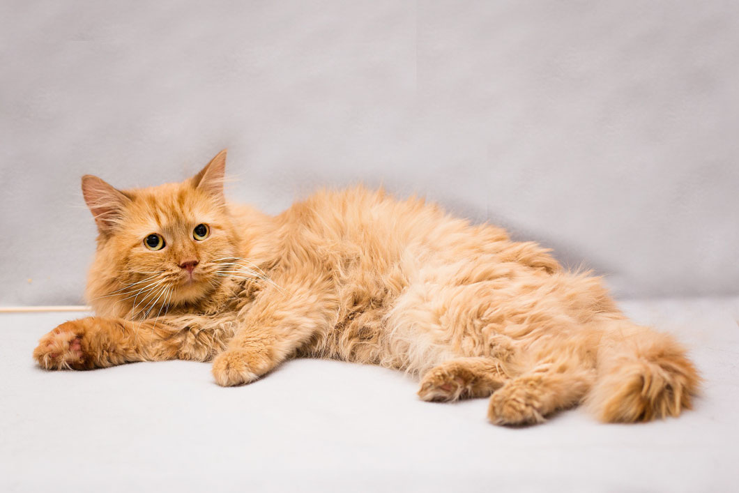 zverikivdar 🐶🐱 tweet media