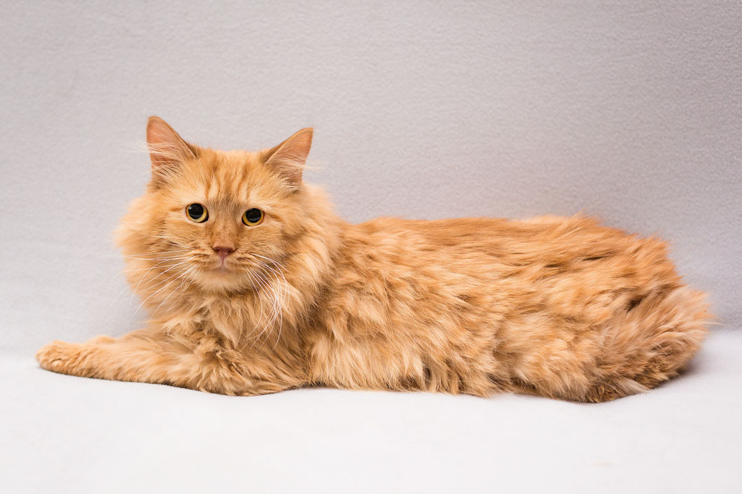 zverikivdar 🐶🐱 tweet media