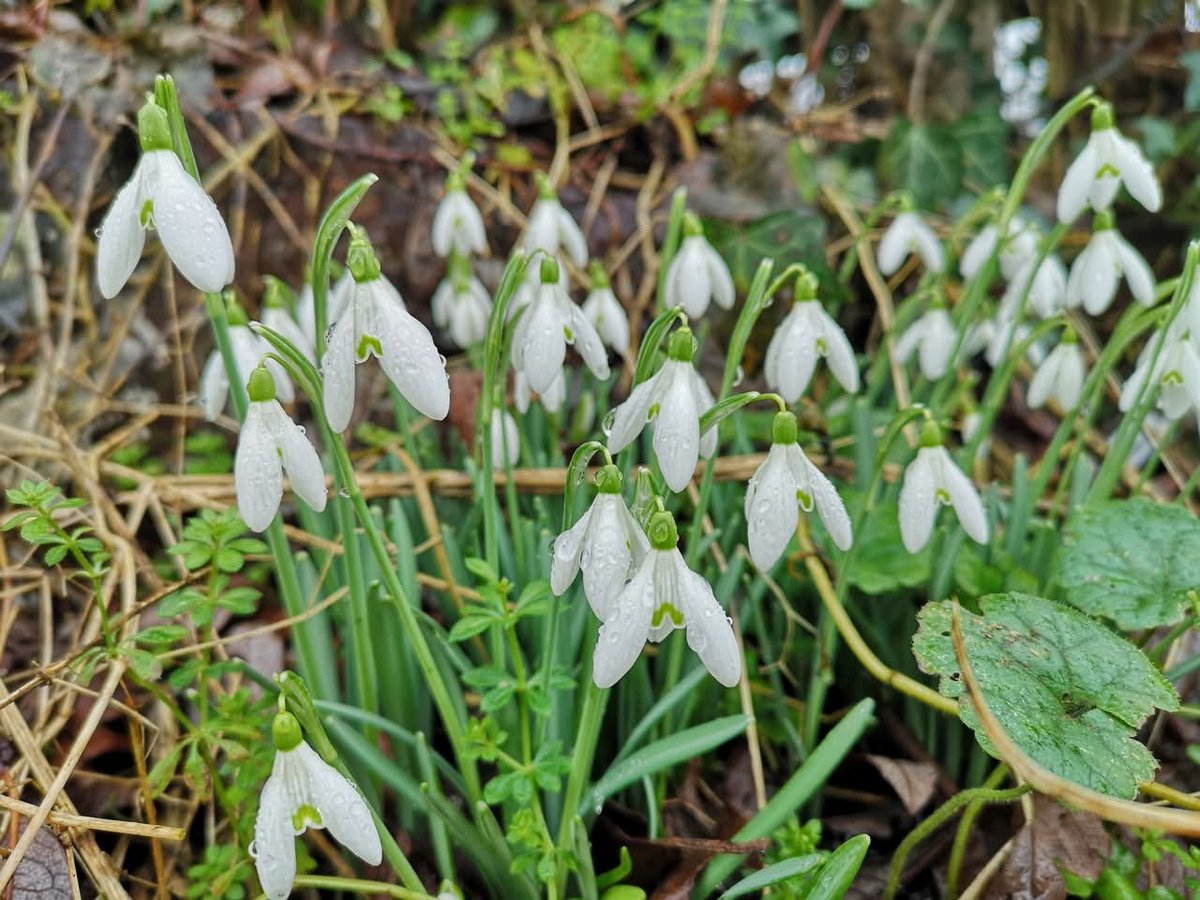 Conservation Volunteers St Mellons & Trowbridge tweet media