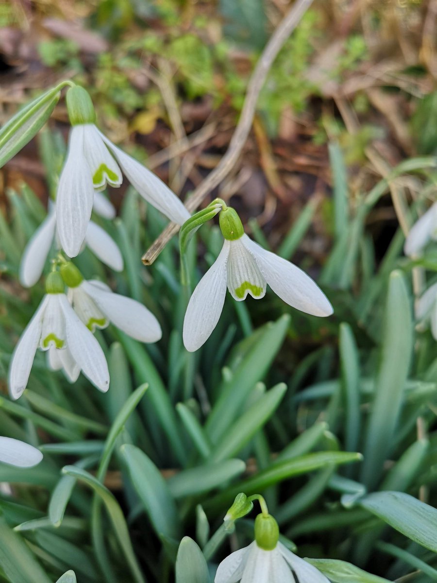 Conservation Volunteers St Mellons & Trowbridge tweet media