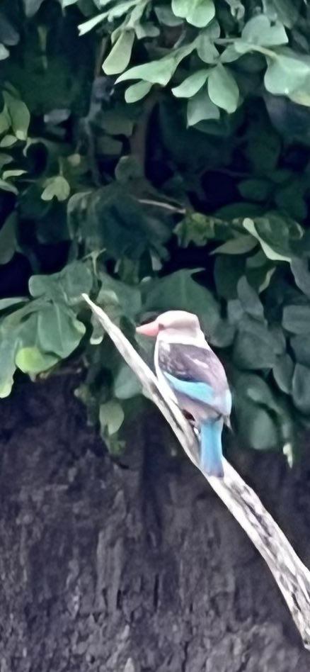 jkavandijk's tweet photo. Vandaag in @ChrRoland d’r challenge een lastige:
🎨🌿 #KleurInDeNatuur 🌈📸 #dag27 #Blauwgroen rgb 010,150,190 #ColorInNature #day27#GreenBlue https://t.co/AIdr8dqBCG