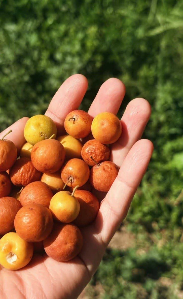 مرحباً 👋 جمعة مباركة 
ما اسم هذه الفاكهة؟