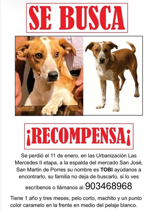 #SeBusca a Tobi, se perdió el 11 de enero en SMP, Lima. CUIDEN A SUS PERROS Y GATOS, los están robando para venderlos, usarlos para pedir limosna y hasta para consumo.