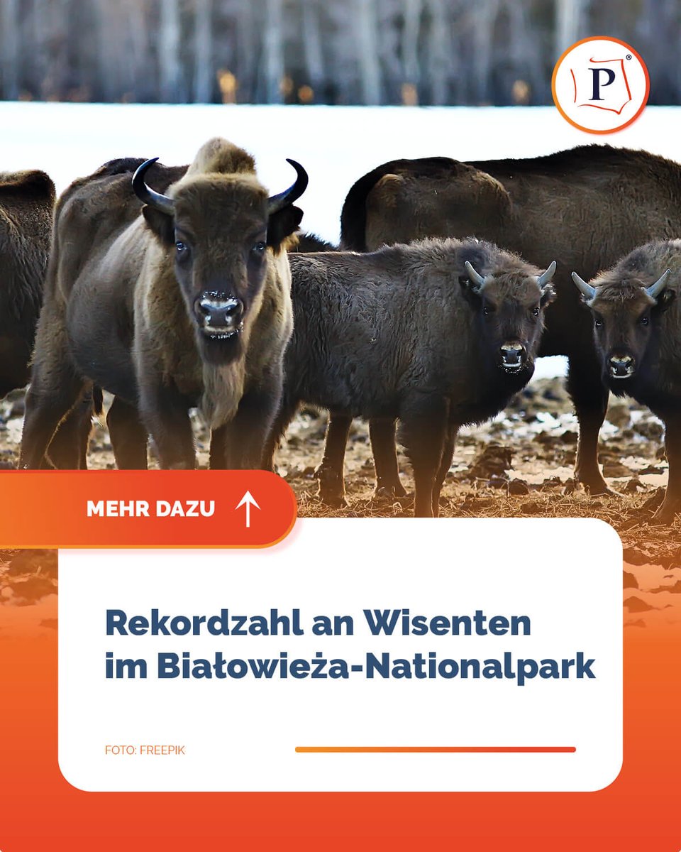 PolenJournal's tweet photo. 🦬 Rekord im Białowieża-Nationalpark! Ende 2025 wurden 1176 frei lebende Wisente gezählt – der höchste Wert aller Zeiten. Inklusive 176 Kälber & Rückkehrern aus dem Knyszyńska-Urwald.
Mehr: https://t.co/gmhJxxpjNt
#Wisent #Białowieża #Polen #Wildlife https://t.co/lmHscTlnyc