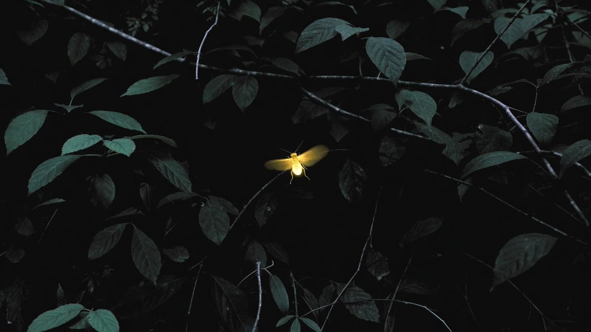 WMAX VELL tweet media