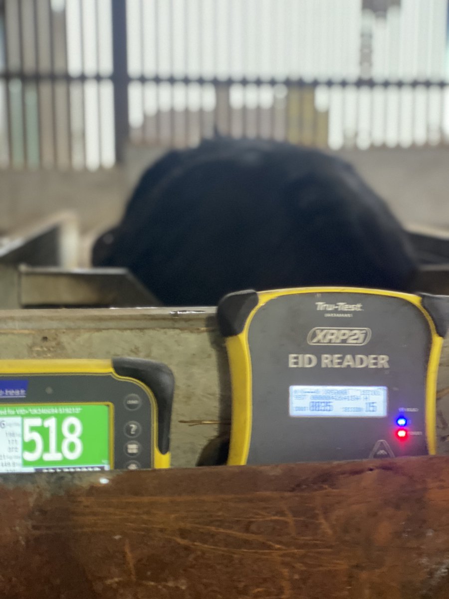 sussexfarming's tweet image. The Sort  of day everyone wishes we could afford an auto weigher on every pen #cow #technology