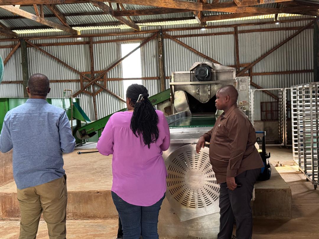 MaangiJoash's tweet photo. My field vists today took me to Lira in Northern Uganda where a kenyan businesswoman(Waithera) processes Cassava and millet for export (including to Kenya). The future of The region depends on cottage industries. https://t.co/6UoGJi2ynj
