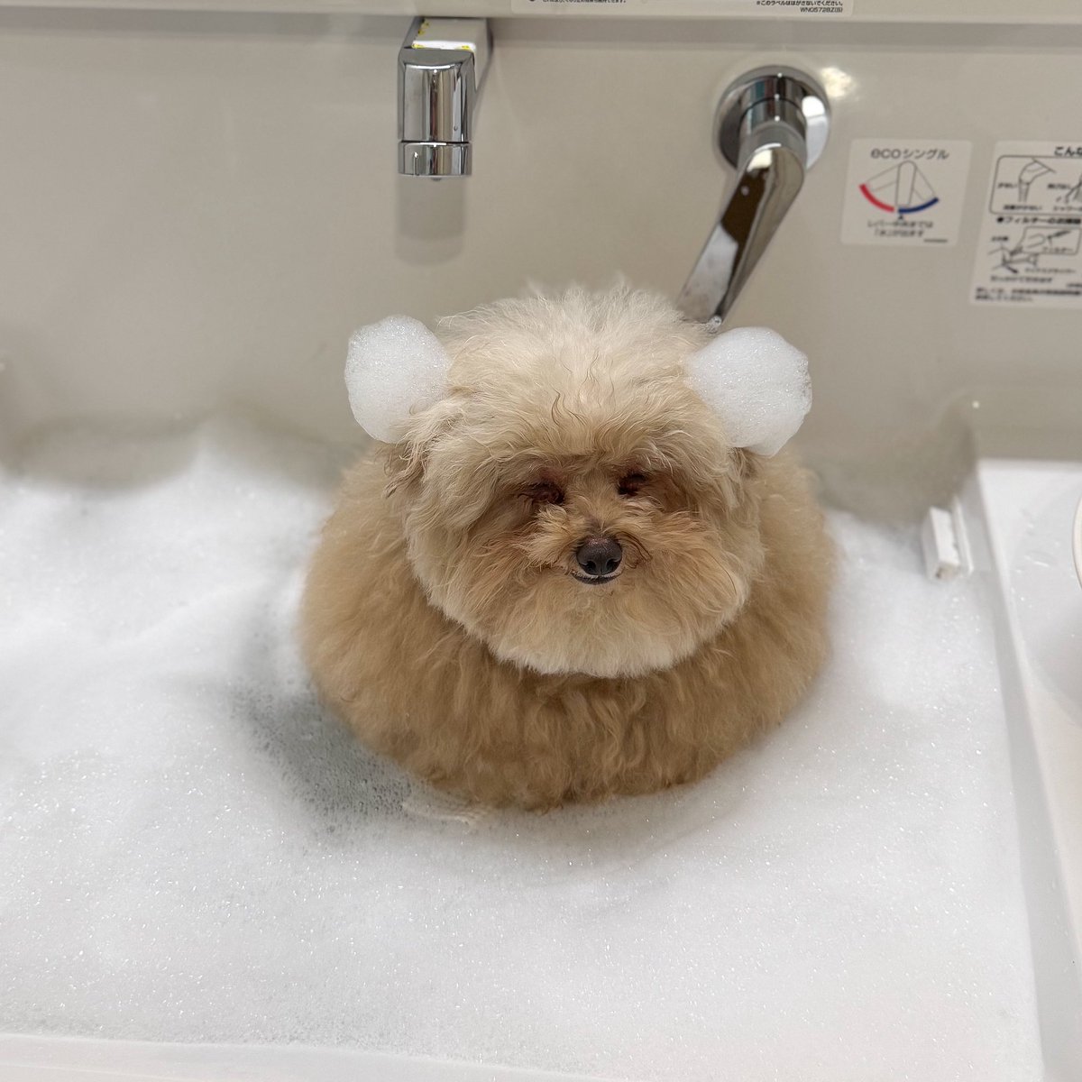 ごつもりプードル (@__mohu_c) / Posts / X