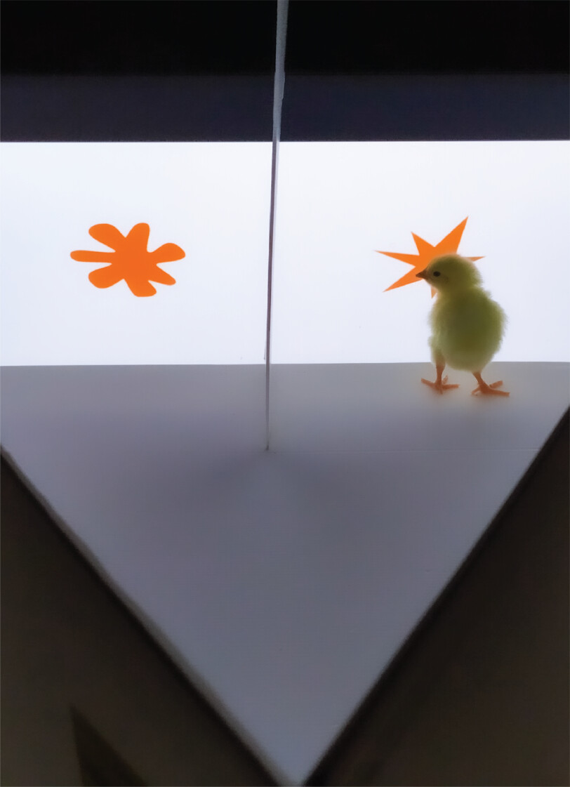 ScienceMagazine's tweet photo. In linguistics studies across cultures, humans have been shown to associate certain nonwords with shapes; the iconic example is “bouba,” which associates with a round shape, and “kiki,” which sounds spiky.

In a new Science study, researchers report that the bouba-kiki effect is also exhibited by newly hatched chickens. 

The authors propose that such sound-shape correspondences may belong to a set of innate cross-modal associations that are shared across species, rather than being a speech-related phenomenon that is distinctive to humans.

📄: https://t.co/JC6GvitgEu
#SciencePerspective: https://t.co/csaa2BiTG5