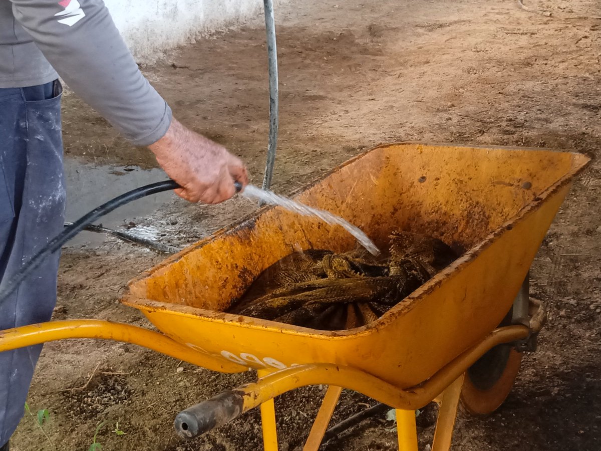 CibaCuba's tweet photo. Continúa en el @CibaCuba la producción de #HumusDeLombriz 🪱para actividades científicas orientadas a mejorar cultivos mediante la aplicación de prácticas agroecológicas.
@ArmandoRguezB
@citmacuba @citmaciego @DCitmaCA @JHGcasanova @Invasorpress https://t.co/p4Eg0jwroA