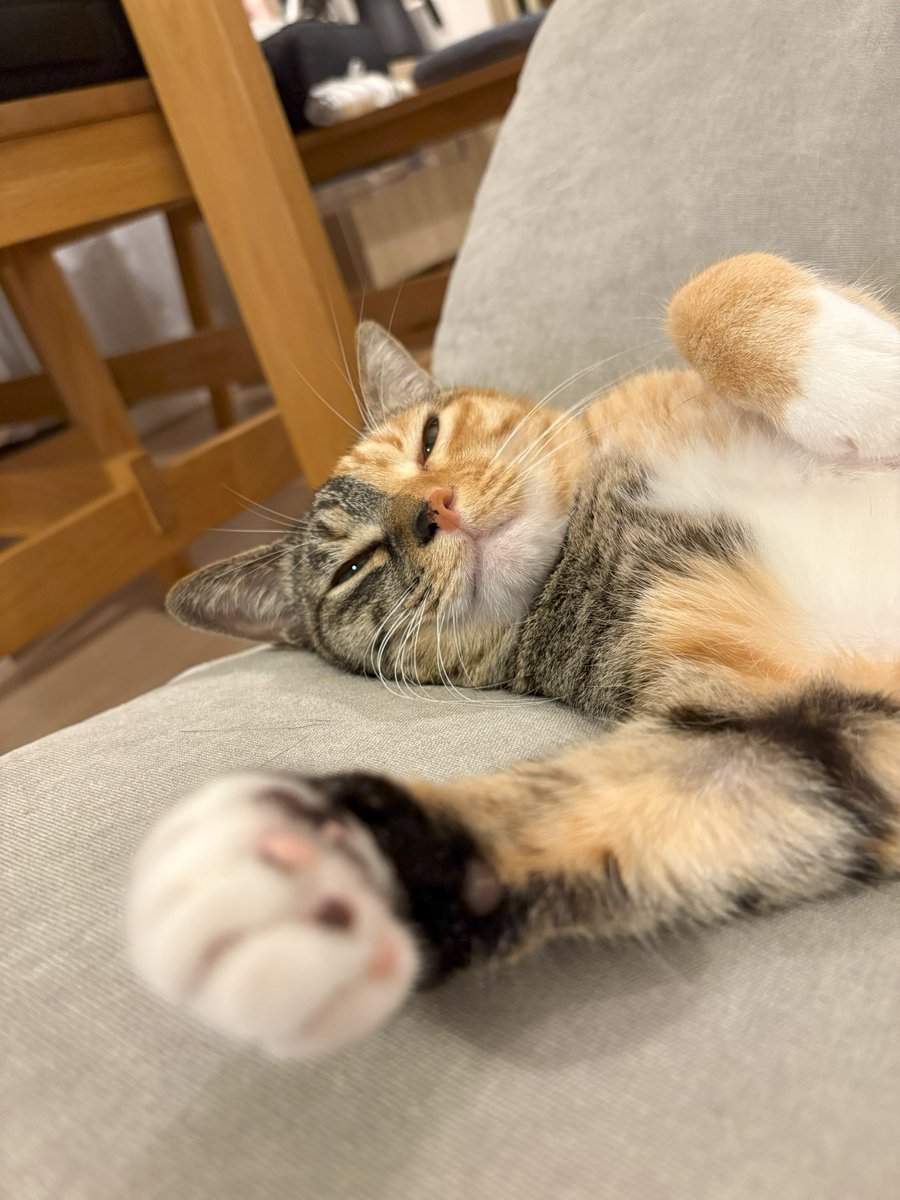 moreneko22's tweet photo. 「え・・ジャンケンですか・・？」
「ねむいけど・・わかりました・・」
「せーの、じゃんけん・・」
「パ～・・」 https://t.co/LPEMfZvLzZ
