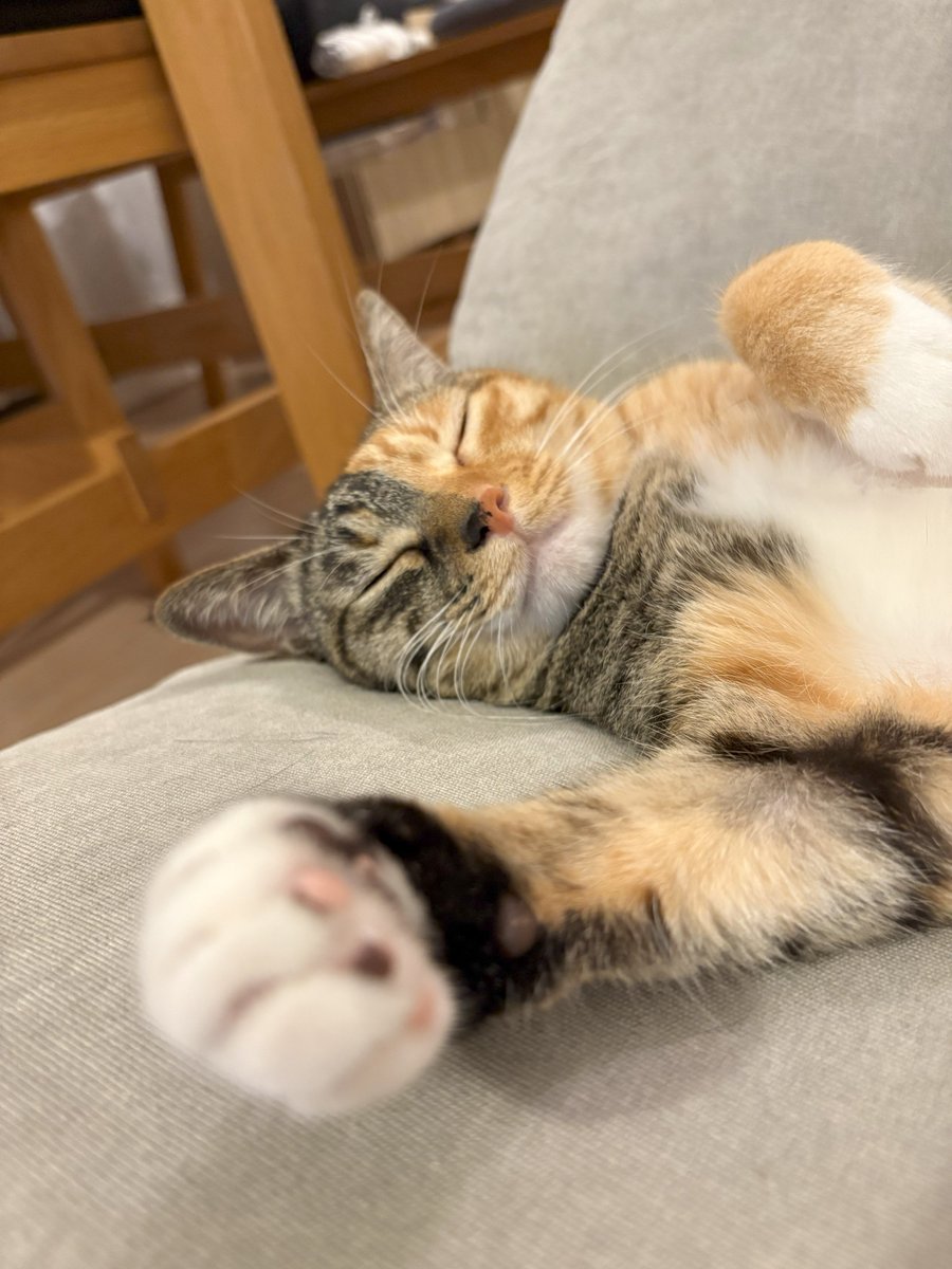 moreneko22's tweet photo. 「え・・ジャンケンですか・・？」
「ねむいけど・・わかりました・・」
「せーの、じゃんけん・・」
「パ～・・」 https://t.co/LPEMfZvLzZ