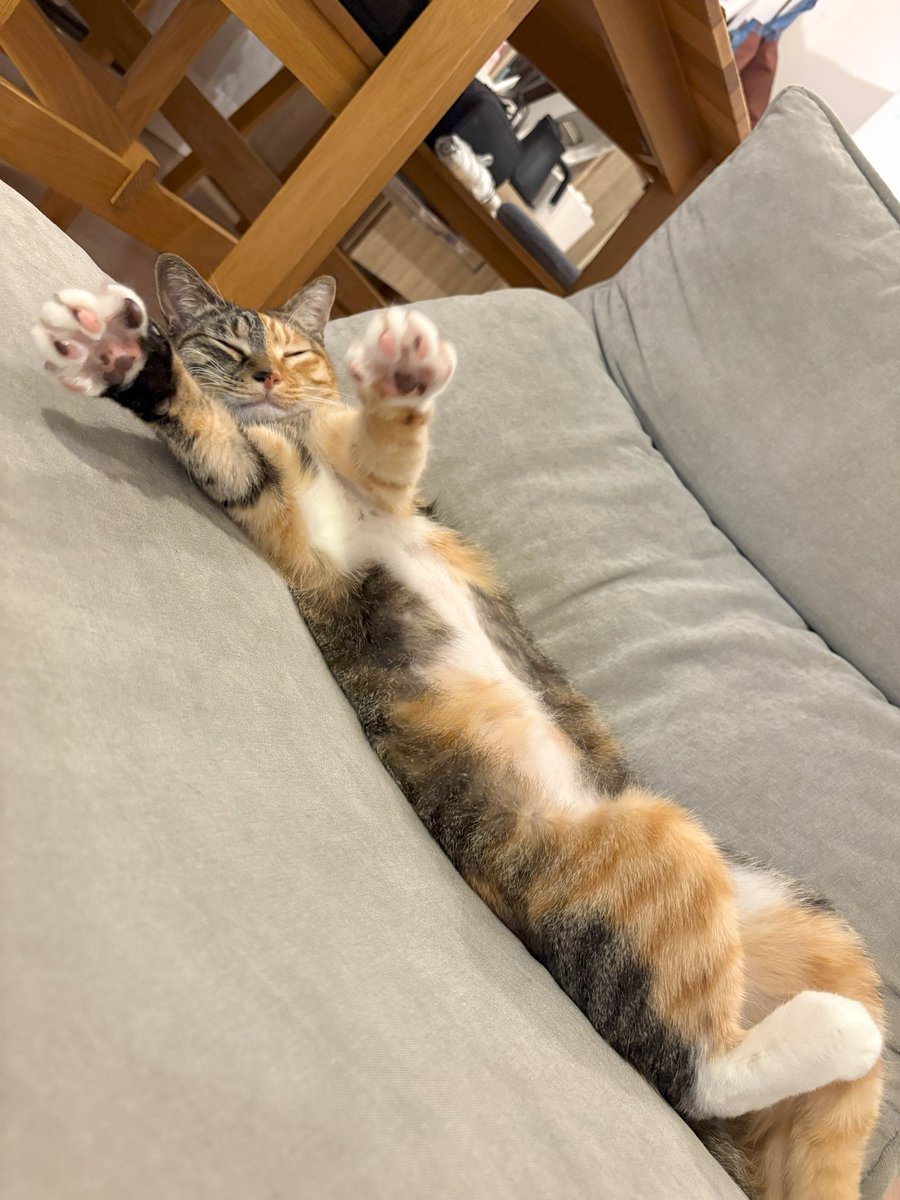 moreneko22's tweet photo. 「え・・ジャンケンですか・・？」
「ねむいけど・・わかりました・・」
「せーの、じゃんけん・・」
「パ～・・」 https://t.co/LPEMfZvLzZ
