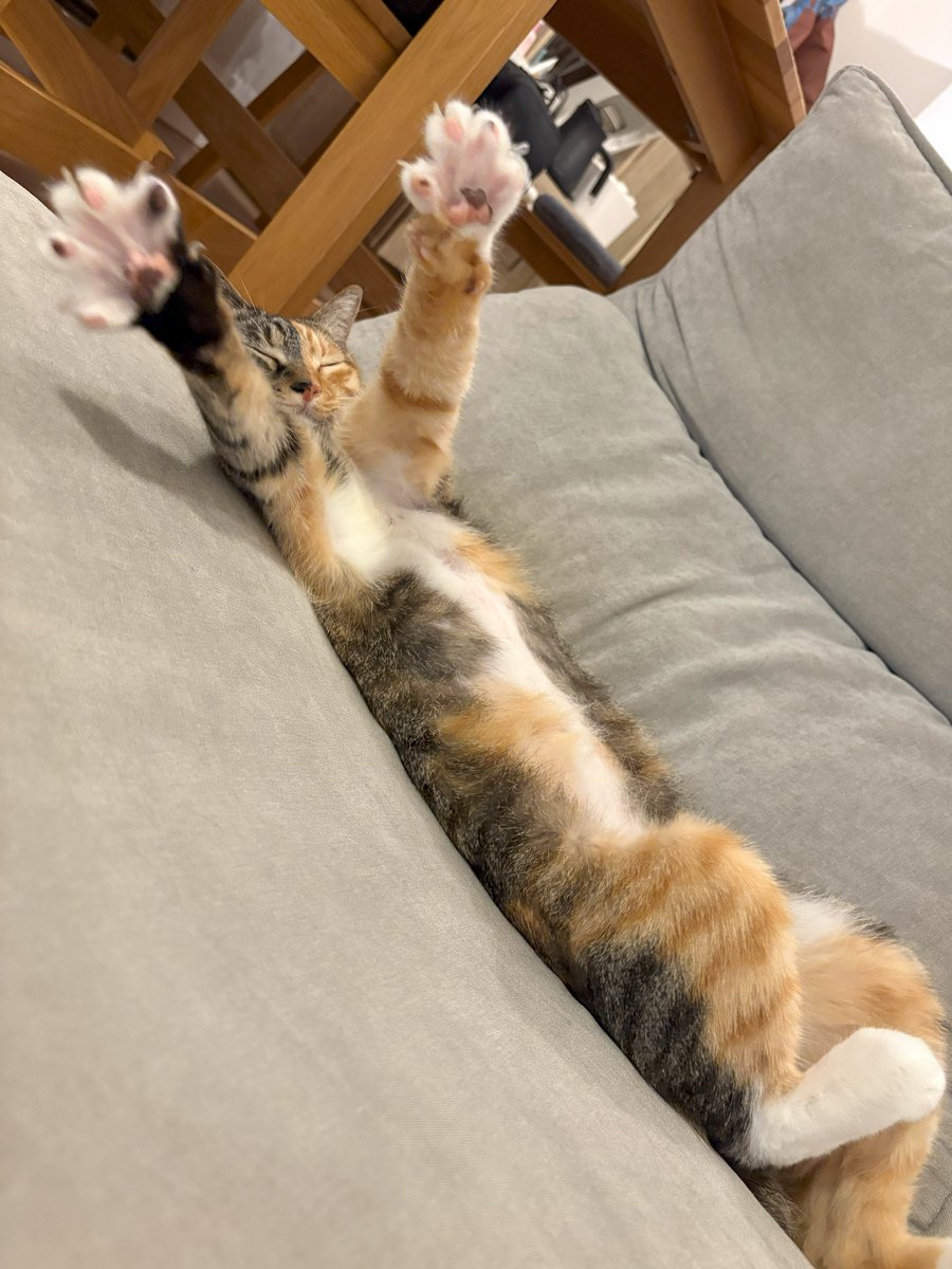 moreneko22's tweet photo. 「え・・ジャンケンですか・・？」
「ねむいけど・・わかりました・・」
「せーの、じゃんけん・・」
「パ～・・」 https://t.co/LPEMfZvLzZ