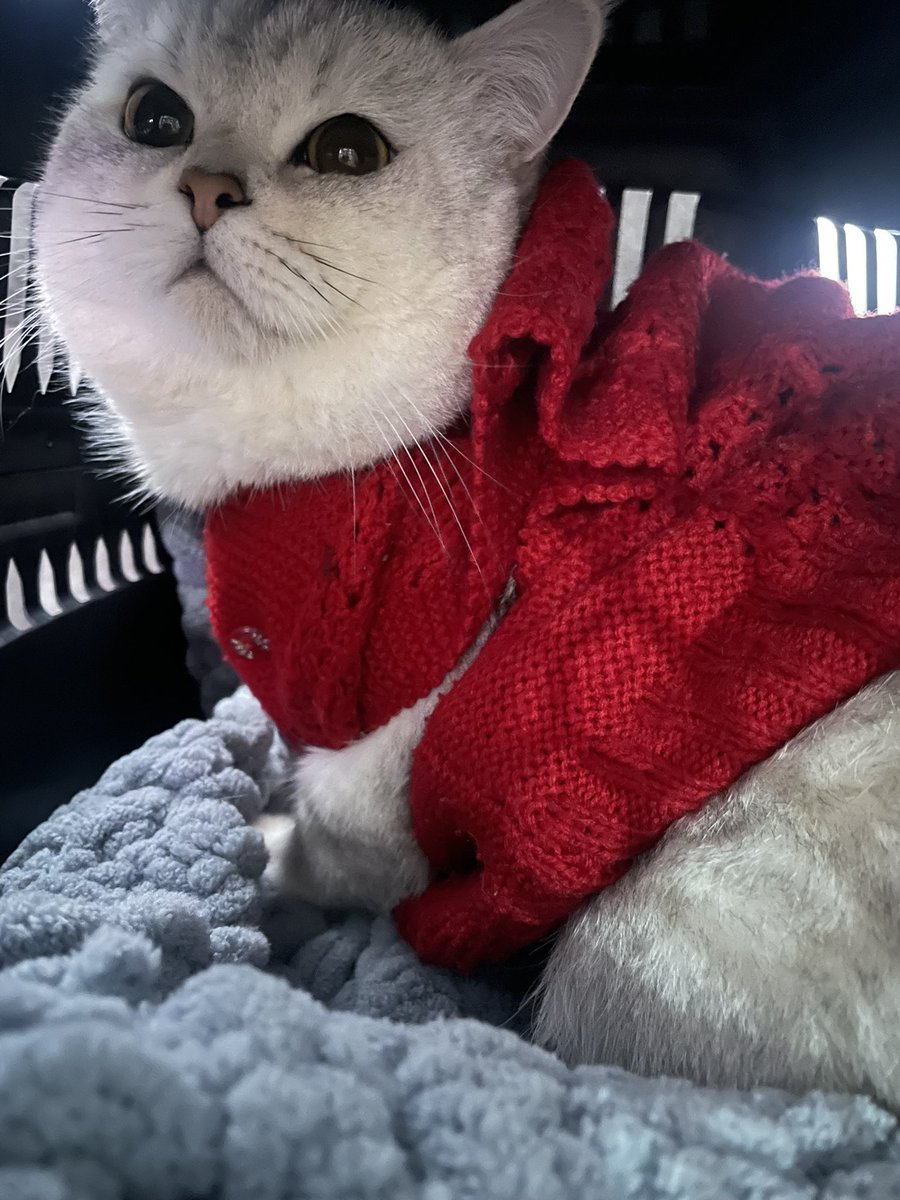 dalinicnadalet's tweet photo. Veteriner soluk borusuna hap kaçırdı sapasağlam kedimin ölüsünü teslim etti kamera kayıtlarını saklıyorlar belediyeyi arayalım isterseniz yakarak imha ediyorlar diye teklif ettiler adalette bir karşılığı olmalı lütfen.. https://t.co/R3fFI3dx0F