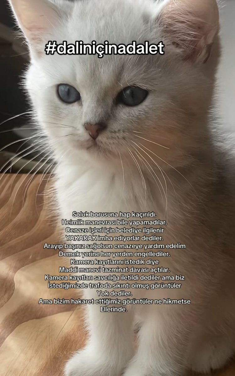 dalinicnadalet's tweet photo. Veteriner soluk borusuna hap kaçırdı sapasağlam kedimin ölüsünü teslim etti kamera kayıtlarını saklıyorlar belediyeyi arayalım isterseniz yakarak imha ediyorlar diye teklif ettiler adalette bir karşılığı olmalı lütfen.. https://t.co/R3fFI3dx0F