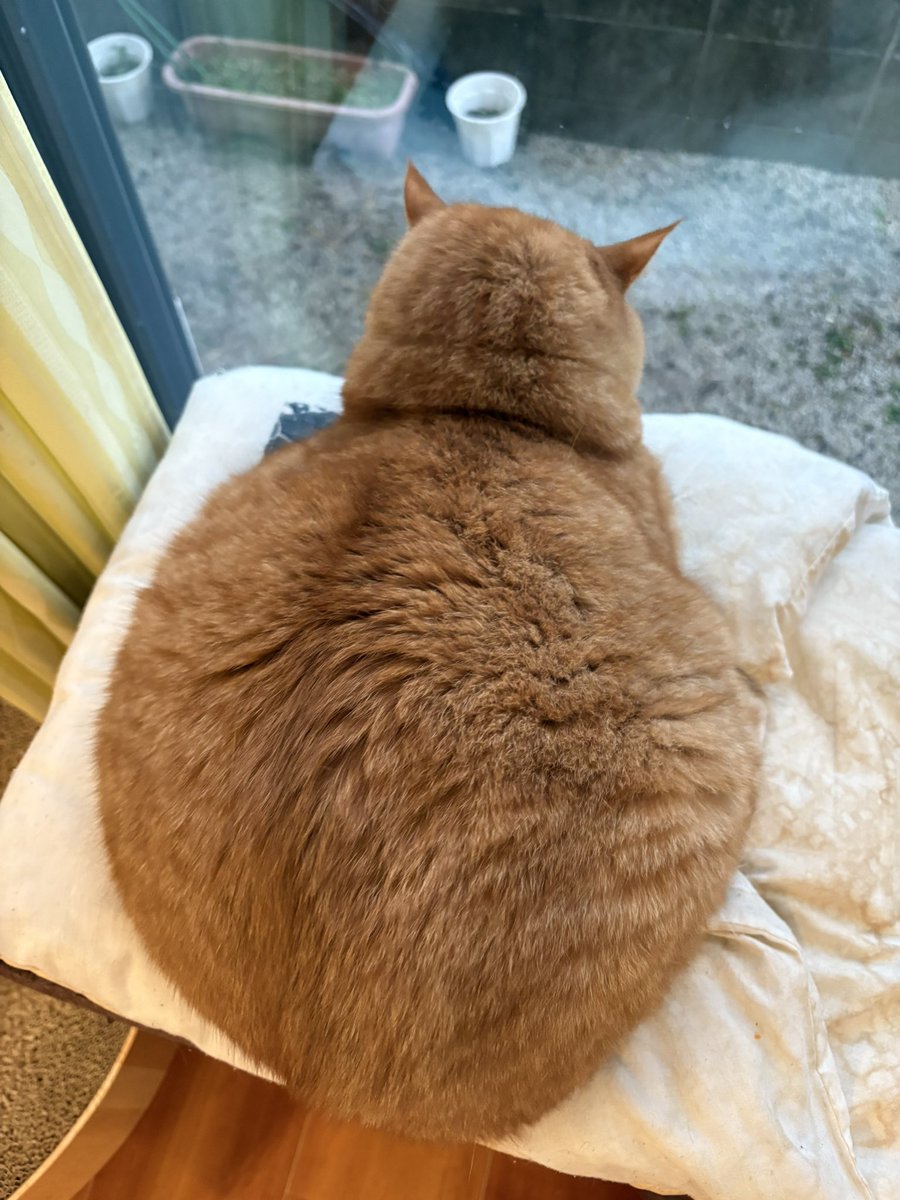 後ろ姿まで可愛いのほんとずるい