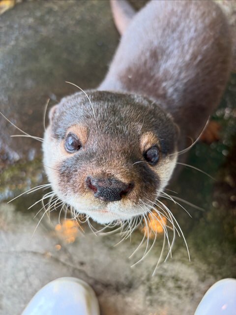 箱根園【公式】 tweet media