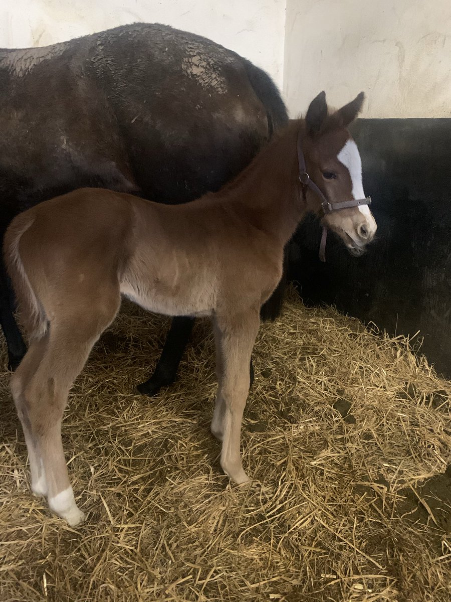 Ash984's tweet photo. #foalfriday #santiago @CoolmoreNH #luna https://t.co/kb1jxzCXmB