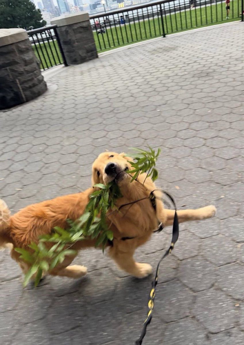 everything dogs 🐶 tweet media