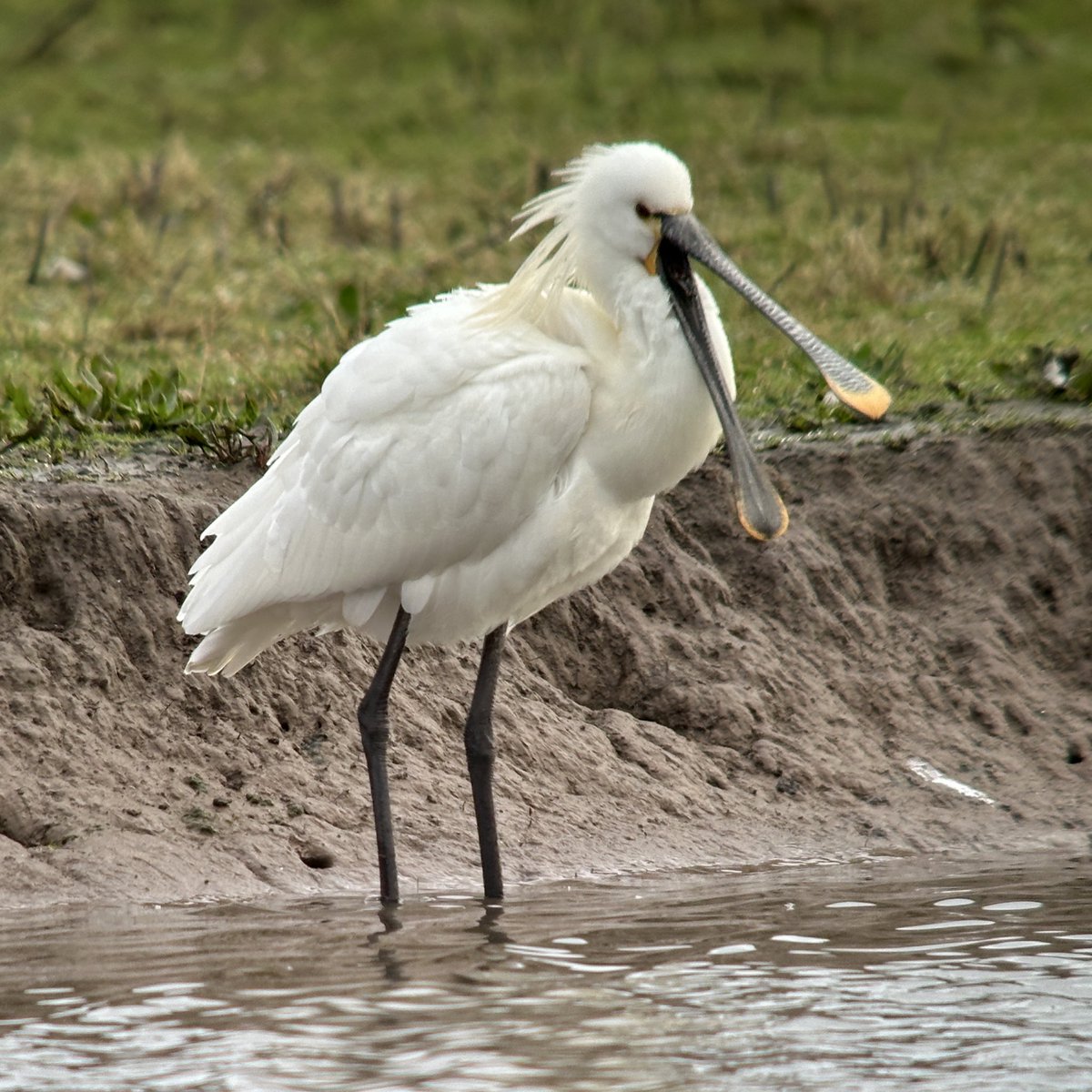 Tim Jukes tweet media