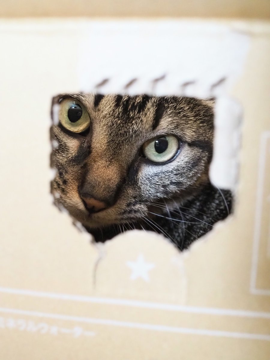 moreneko22's tweet photo. 猫×段ボールってなんでこんなに魅力的なんでしょうか。 https://t.co/QbVjG2c6pL