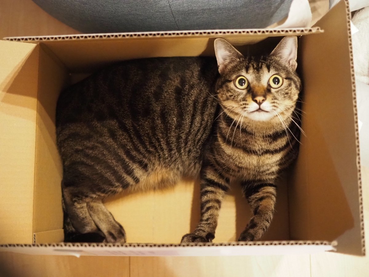 moreneko22's tweet photo. 猫×段ボールってなんでこんなに魅力的なんでしょうか。 https://t.co/QbVjG2c6pL