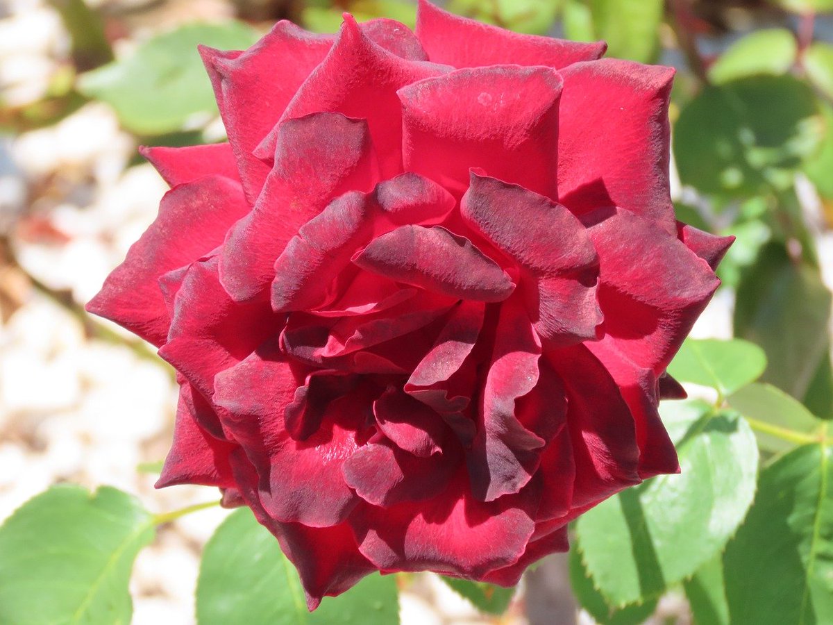 rosebyanyother7's tweet photo. #FlowersOnFriday #GardenRoses #AustralianSummer #FlowerPhotography
Photo by borisaust at Pixabay, Australia, February 25, 2026
#GardeningTwitter #GardeningX https://t.co/S1KDtnMi4K