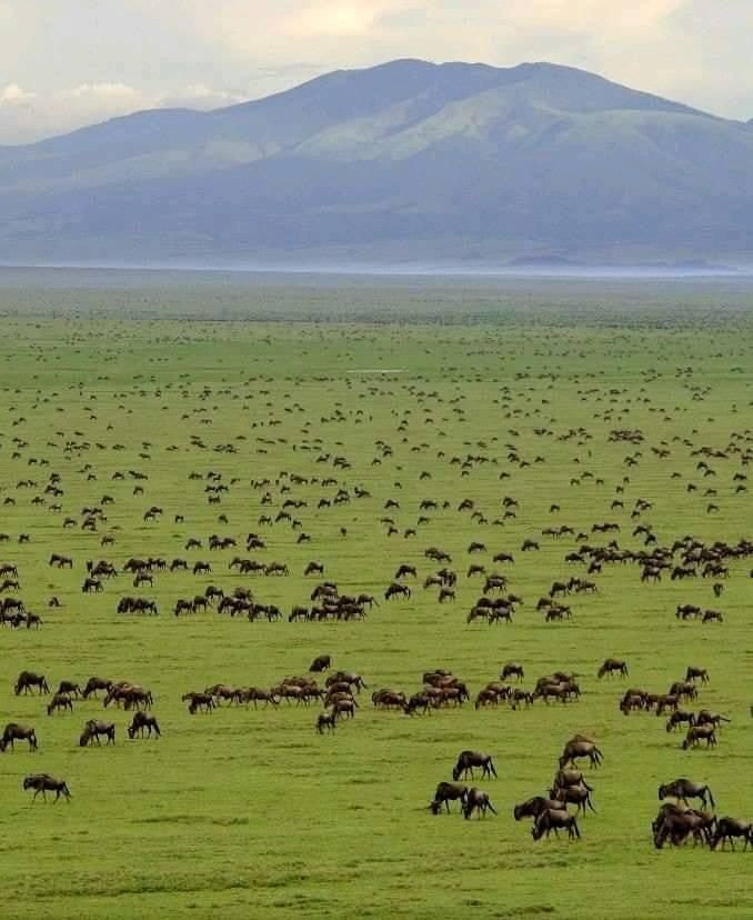 TheForgexx's tweet photo. Most Famous National Parks From Every Country:

🇮🇩 Indonesia — Komodo National Park
🇯🇵 Japan — Yakushima National Park    
🇹🇿 Tanzania — Serengeti National Park
🇮🇳 India — Jim Corbett National Park
🇺🇸 United States — Yellowstone National Park   
🇨🇦 Canada — Banff National Park
🇰🇷 South Korea — Seoraksan National Park  
🇹🇭 Thailand — Khao Sok National Park  
🇻🇳 Vietnam — Phong Nha-Kẻ Bàng National Park    
🇪🇨 Ecuador — Galápagos National Park  
🇳🇿 New Zealand — Fiordland National Park  
🇿🇦 South Africa — Kruger National Park  
🇦🇺 Australia — Great Barrier Reef Marine Park  
🇨🇱 Chile — Torres del Paine National Park  
🇭🇷 Croatia — Plitvice Lakes National Park  
🇮🇸 Iceland — Vatnajökull National Park  
🇨🇳 China — Zhangjiajie National Forest Park  
🇰🇪 Kenya — Maasai Mara National Reserve  
🇧🇷 Brazil — Iguaçu National Park  
🇨🇷 Costa Rica — Manuel Antonio National Park  
🇳🇴 Norway — Jotunheimen National Park  
🇸🇪 Sweden — Sarek National Park  
🇫🇮 Finland — Nuuksio National Park  
🇲🇽 Mexico — Calakmul Biosphere Reserve  
🇵🇪 Peru — Manu National Park  
🇨🇴 Colombia — Tayrona National Natural Park  
🇦🇷 Argentina — Los Glaciares National Park  
🇬🇷 Greece — Samaria Gorge National Park  
🇮🇹 Italy — Gran Paradiso National Park  
🇩🇪 Germany — Bavarian Forest National Park  
🇪🇸 Spain — Teide National Park  
🇵🇹 Portugal — Peneda-Gerês National Park  
🇵🇭 Philippines — Puerto Princesa Subterranean River National Park 

Which of these national parks would you most like to visit first, and why? 🌍🏞️ 

Source/Credit: Compiled from 2025-2026 sources (UNESCO World Heritage, National Geographic top parks, Lonely Planet, TripAdvisor rankings, World Travel Awards, and tourism data).  

📝📝Alpha Index: